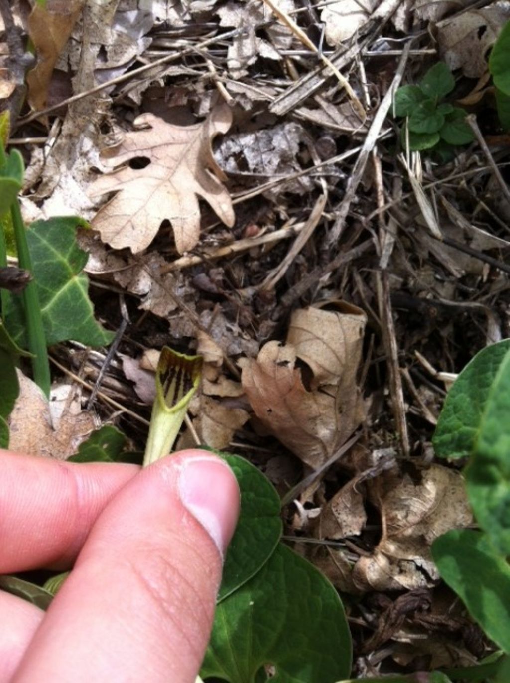 Aristolochia cfr. lutea (Aristolochiaceae)